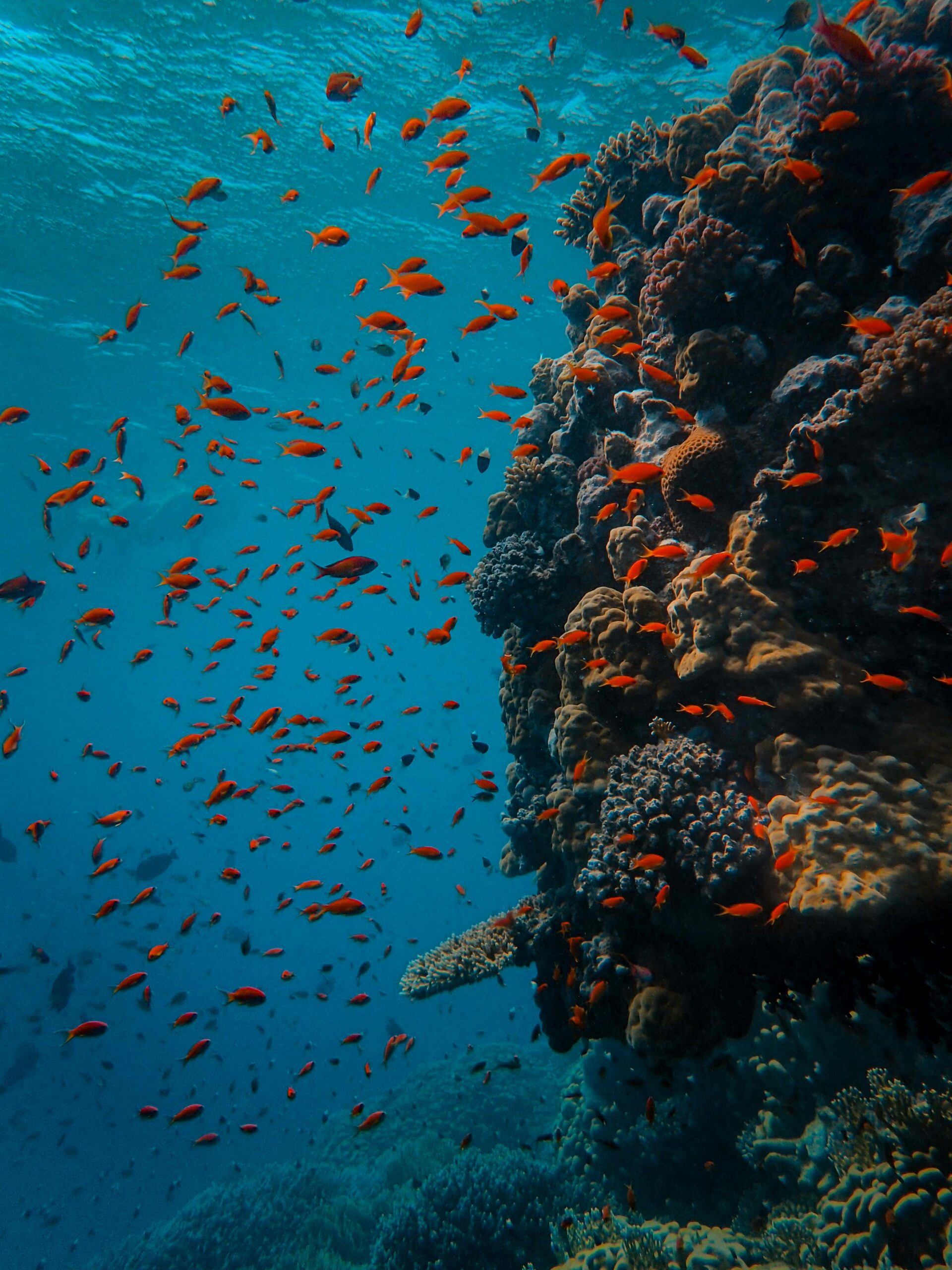 Coral Reef in Marsa Shagra Red Sea