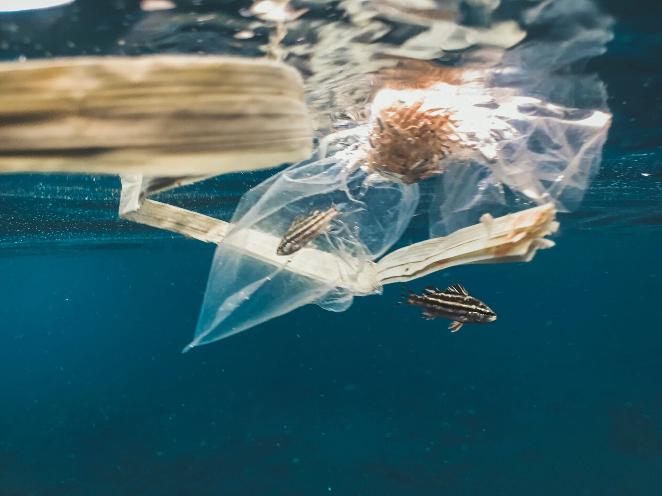 Fish caught by a plastic bag.